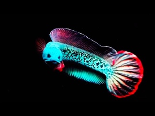The Most Gentle Channa Snakehead Fish - Channa Barca Fish Moving to New Tank, beautiful Channa Barca
