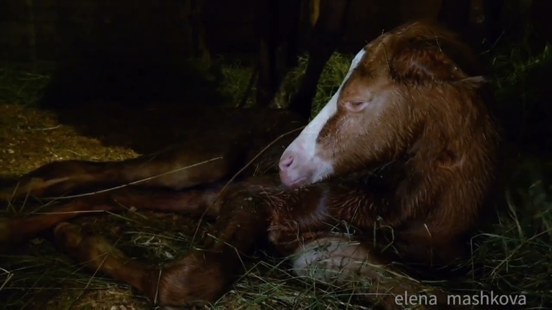 Baby horse video Жеребёнок родился видео: ахалтекинец или