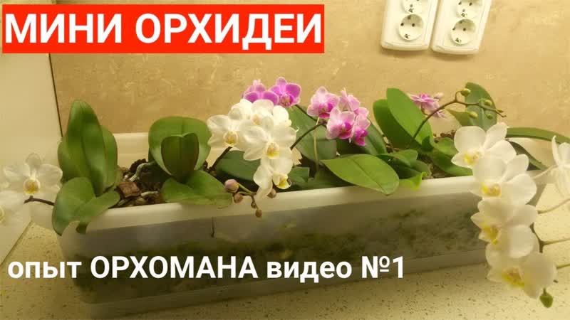 МИНИ ФАЛЕНОПСИСЫ ГРУППОВАЯ ПОСАДКА МИНИ ОРХИДЕИ , полив,