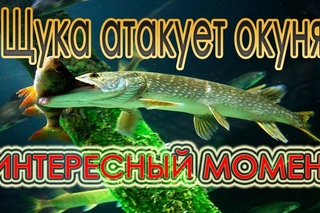 Ловля щуки, окуня, голавля, жереха на воблеры. Интересный сплав по реке Урал.