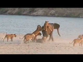 Борись за жизнь! Или как молодой слоненок вышел победителем против стаи львов!