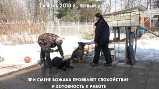 Изумительная Лакси   история одной овчарки