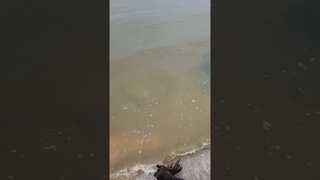 Одесса 5 минут назад. ПРОСТО УЖАС! МОРЕ КОРИЧНЕВОЕ!