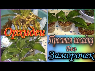 👉 Сажаю десять орхидей.  Разбор корневой, посадка.👌