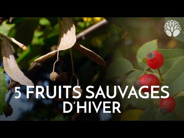 5 fruits sauvages à cueillir cet