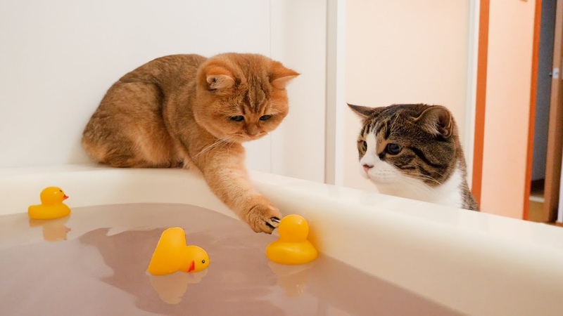 The reactions of cats when bath bomb is added to the