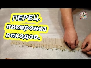 Перец. Пересадка пророщенных семян в торф. Пикировка 2020. DIY & DACHA. Ep 94.