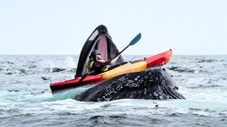 What If You Were Swallowed by a Whale