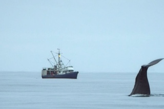 Sperm whales steal from a fishing boat - Alaska: Earth’s Frozen Kingdom - Episode 1 - BBC Two