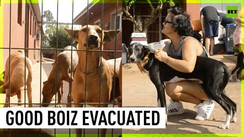 Saving the doggies, Tenerife dog shelter evacuated amid ravaging