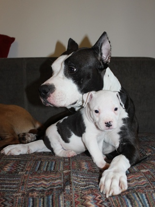 Стаффордширский терьер кутята. Американский стаффордширский терье. Амстафф щенок. Щенки американского стаффордширского терьера питомник. Собака стаффордширский терьер щенок светлый.