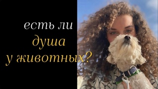 Ченнелинг про домашних питомцев