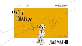 Хочу собаку. Далматин