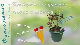 Пробуждение фуксий: химия и физика