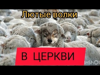 Лютые волки в Церкви