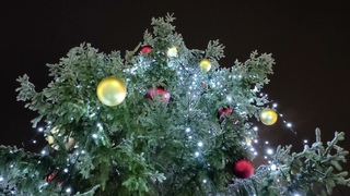 X-Mas tree. December 28, 2023.