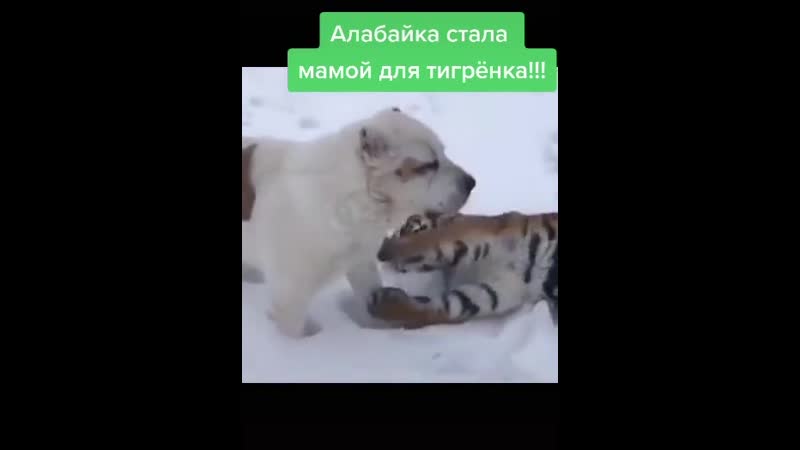 Alab.mp4