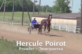 Чувашский Конный Завод им. В.И.Чапаева. Жеребята 2013 года рождения.