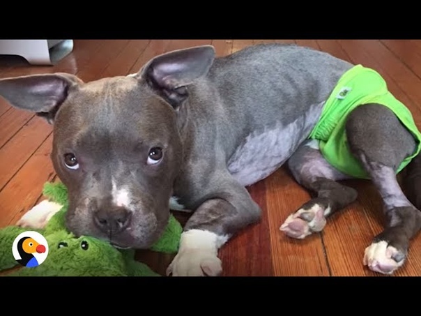 Pit Bull Tied To A Pole Now Lives in Luxury, The