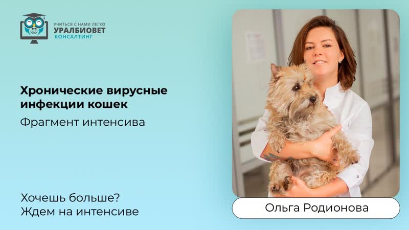 Фрагмент интенсива Хронические вирусные инфекции кошек ,