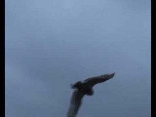 Norfolk Falconry Snowy owl catches the falcons lure