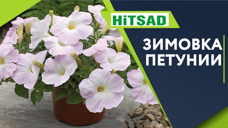Как сохранить Петунию зимой Продлеваем жизнь петуний