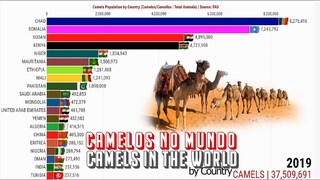 Camelos no Mundo Por País