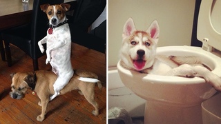 Funny Animals And Cute Pets💗 Compilation 39