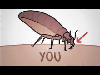 The Return of the Bedbugs: They Won't Go Away