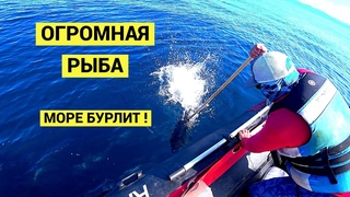 Огромная рыба. Море бурлит!