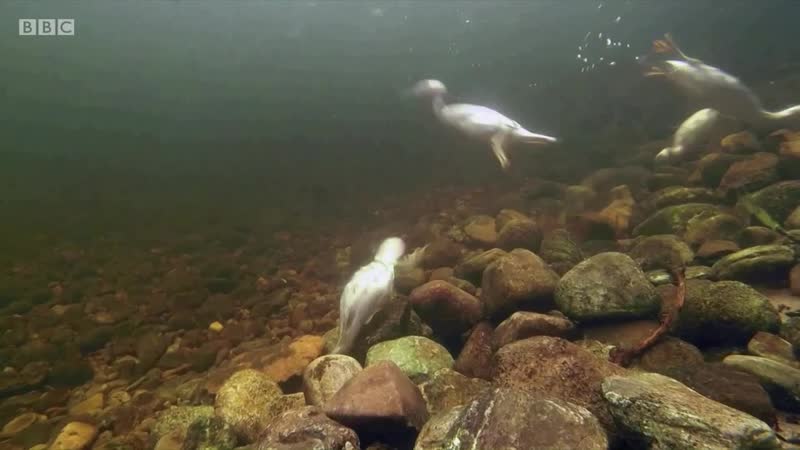 Springwatch 2020 : Episode 4 ( BBC Two 2020 UK)(