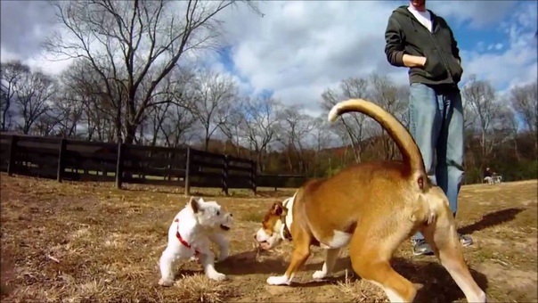 Go Pro Animals