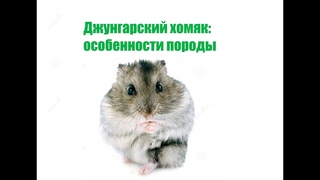 Джунгарский хомяк: особенности породы