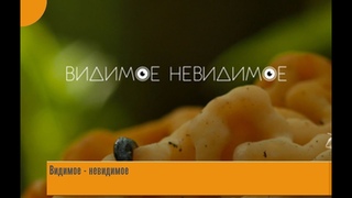 Видимое Невидимое. Эфир от . ПОДВОДНЫЙ САД.