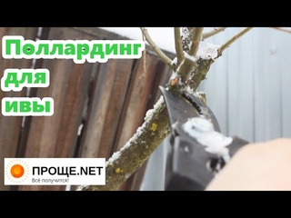 Формирую иву. Поллардинг - что это