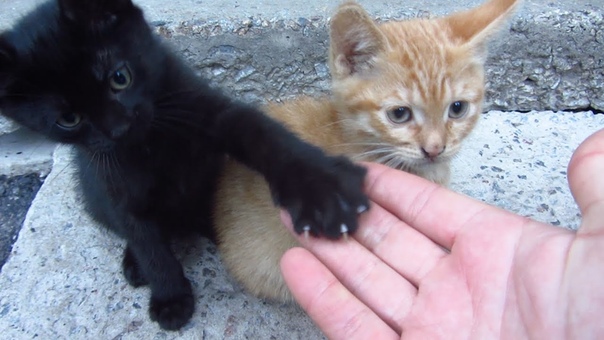 Kittens live under a concrete