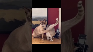 Смешные  и забавные котики  2024.Часть 20. #cat #funny #shorts #рек #кот #animals