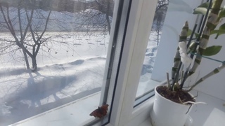 Зимняя Весна или весна зимой.....мистика