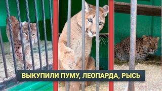 Спасли Хищников из Передвижного Зоопарка! Сколько это Стоило