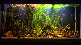 Altum Angelfish Biotope Inspired Aquarium