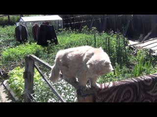 Кот Кузя лохматый как медвежонок и ласков как родная мать.