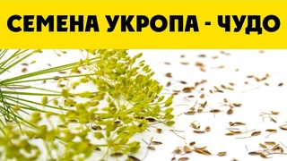 Всего Одна Ложка СЕМЯН УКРОПА и Организм Как Новый! Почему Врачи Это Скрывают   Организм Человека