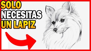 Como  un perro POMERANIA realista paso a paso  MUY FCIL  dibujo de UN POMERANIA A LAPIZ