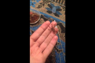Handing poecilotheria miranda
