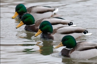 Пенкин Кирилл №3 Утка Wildlife Photography №3 duck
