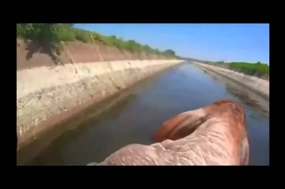 Guy saves calf from drowning