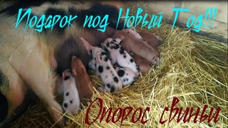 Опорос свиньи почти на Новый Год!!!