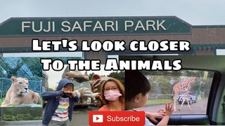 Fuji Safari Park Experience | Let’s look closer to the Animals