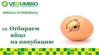 ОТБИРАЕМ ЯЙЦО НА ИНКУБАЦИЮ