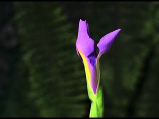 Prude Blossoms